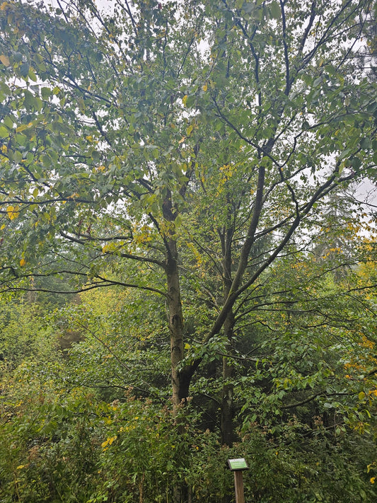 Betula lenta - Herrenkamper Gärten - Pflanzenraritäten