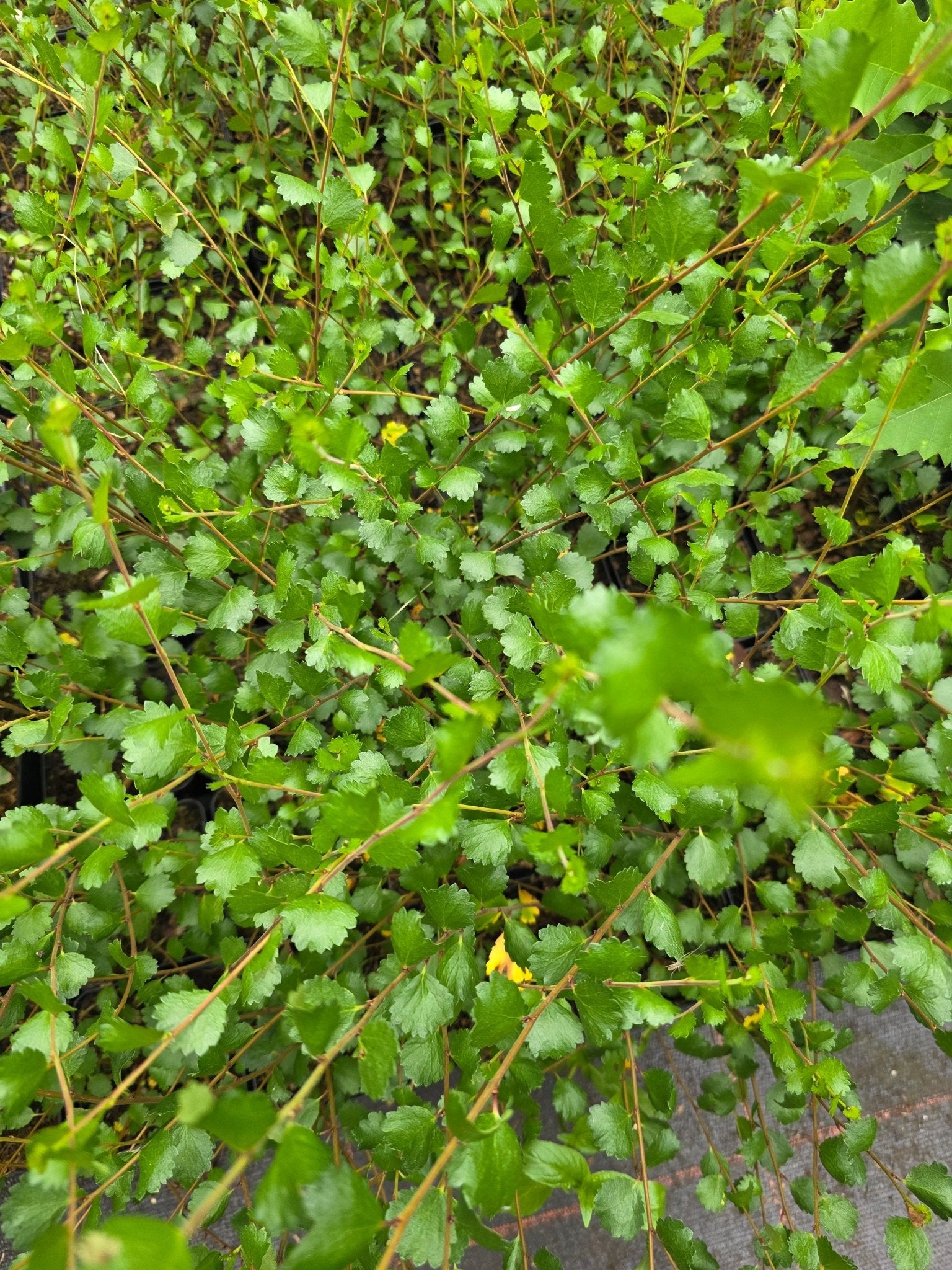 Betula nana - Herrenkamper Gärten - Pflanzenraritäten