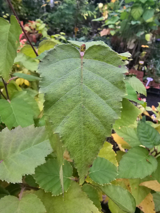 Betula papyrifera - Herrenkamper Gärten - Pflanzenraritäten