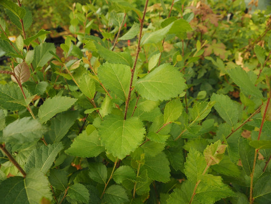 Betula pumila - Herrenkamper Gärten - Pflanzenraritäten