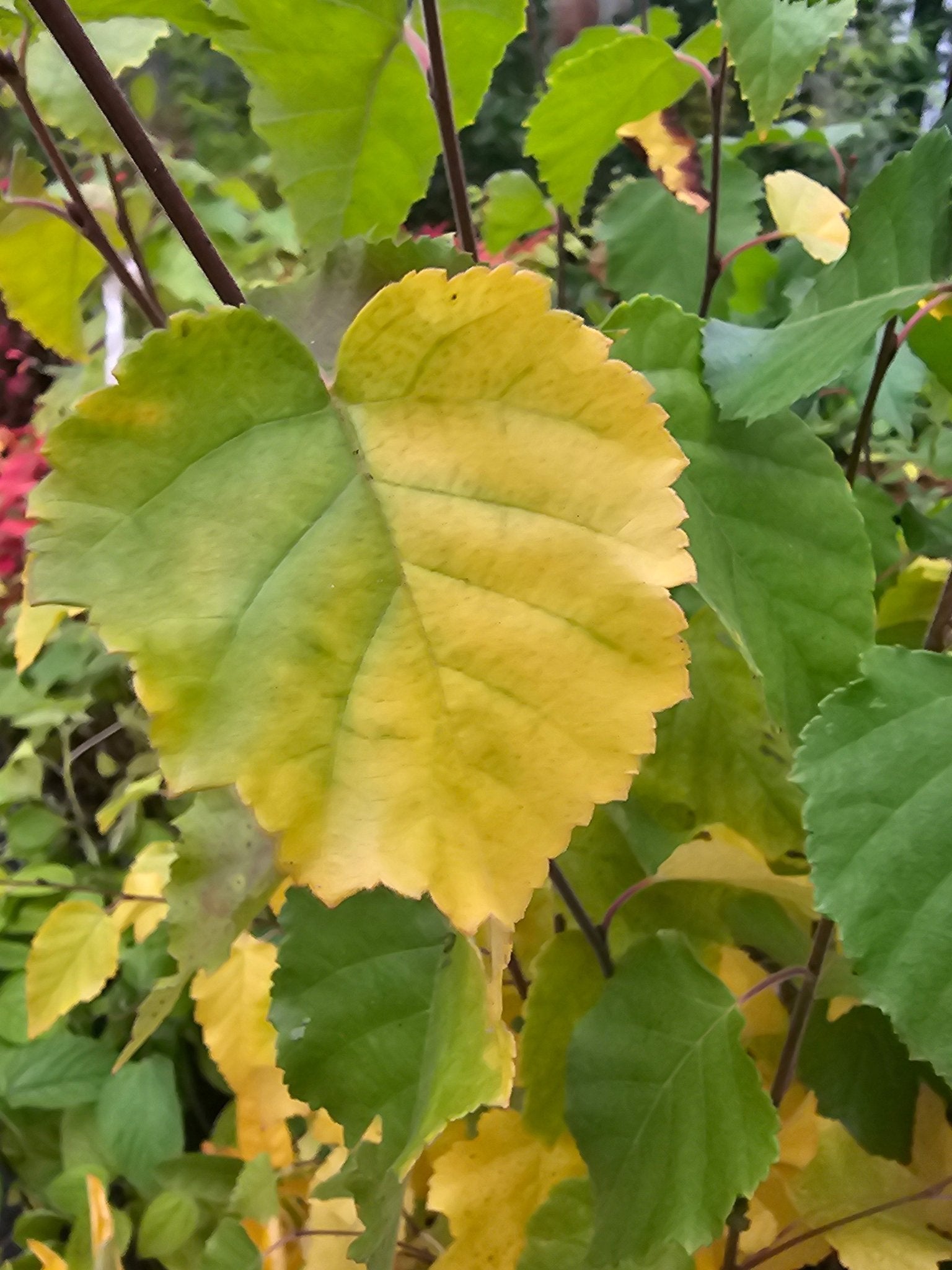 Betula utilis - Herrenkamper Gärten - Pflanzenraritäten