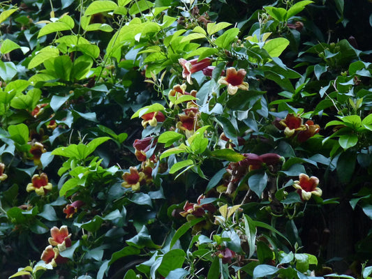 Bignonia capreolata - Herrenkamper Gärten - Pflanzenraritäten