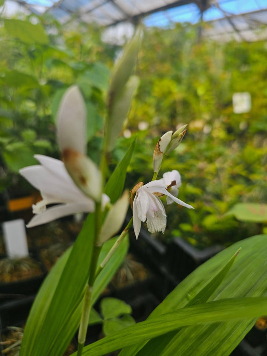 Bletilla striata alba - Herrenkamper Gärten - Pflanzenraritäten