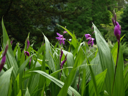 Bletilla striata alba - Herrenkamper Gärten - Pflanzenraritäten