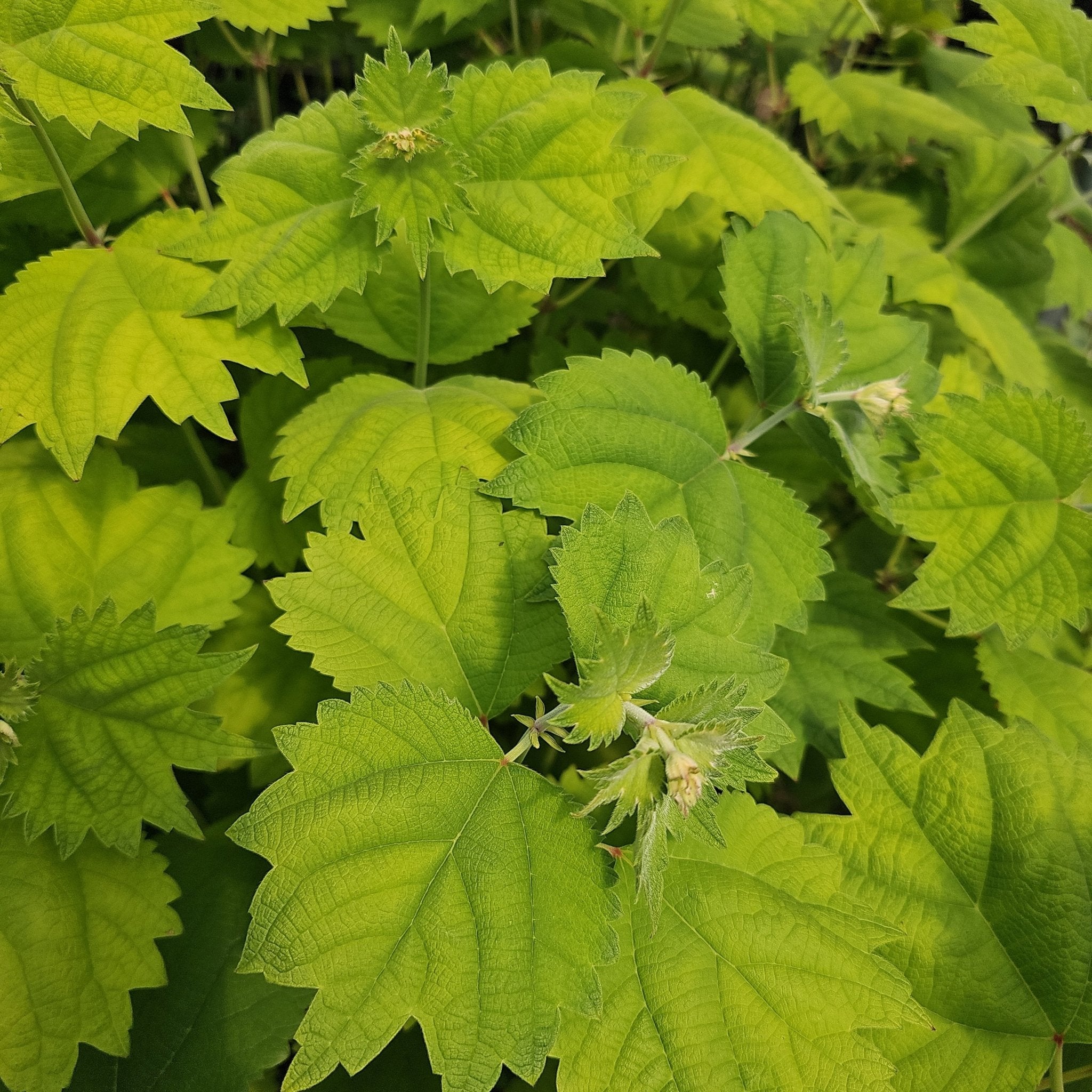 Boehmeria platanifolia - Herrenkamper Gärten - Pflanzenraritäten