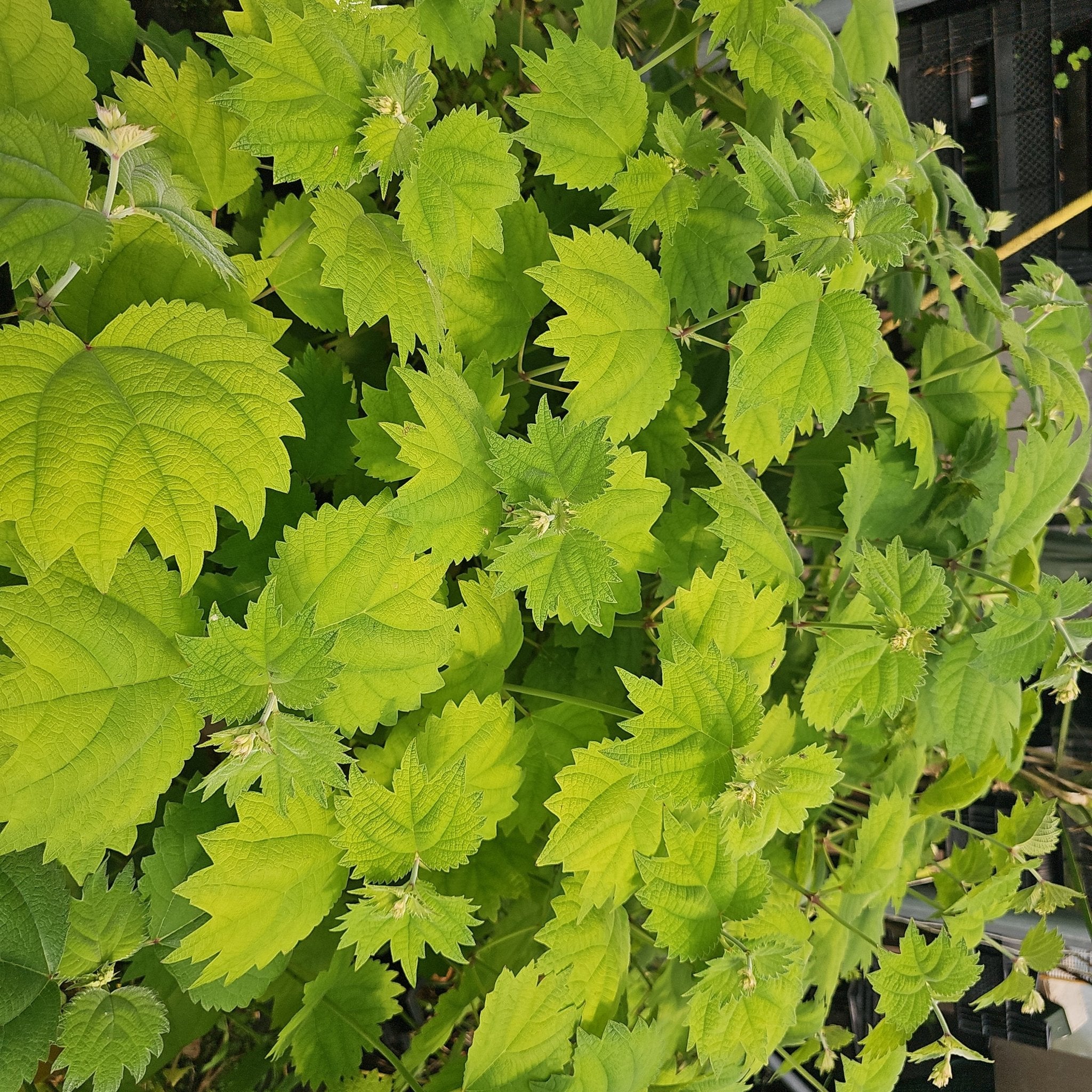 Boehmeria platanifolia - Herrenkamper Gärten - Pflanzenraritäten