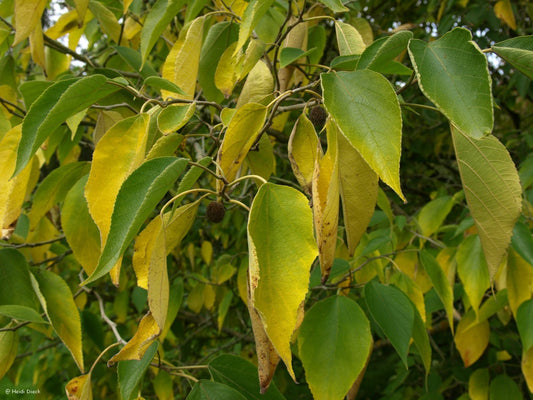 Broussonetia papyrifera - Herrenkamper Gärten - Pflanzenraritäten