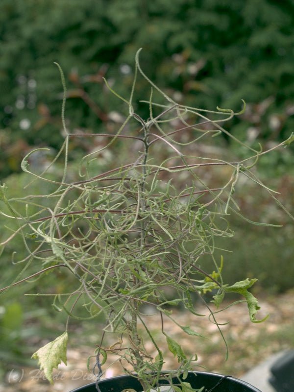 Broussonetia papyrifera 'Laciniata' - Herrenkamper Gärten - Pflanzenraritäten