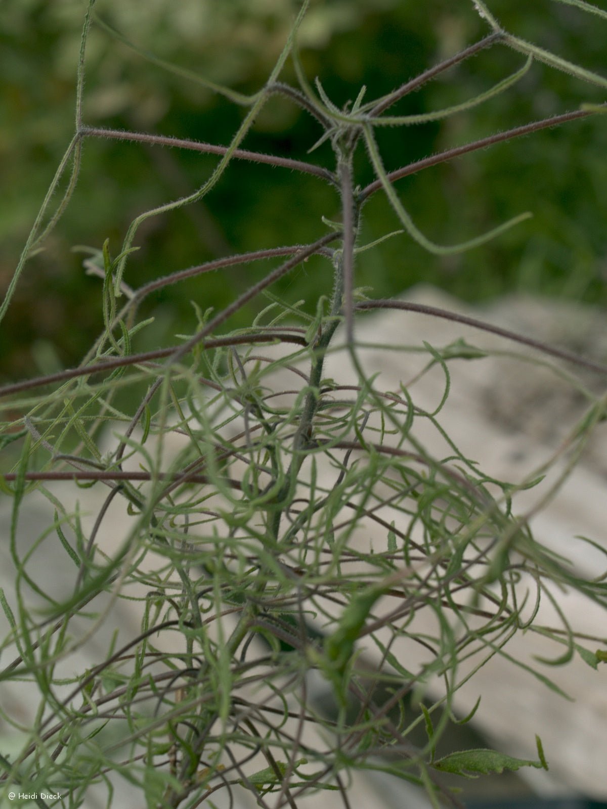 Broussonetia papyrifera 'Laciniata' - Herrenkamper Gärten - Pflanzenraritäten