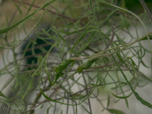 Broussonetia papyrifera 'Laciniata' - Herrenkamper Gärten - Pflanzenraritäten