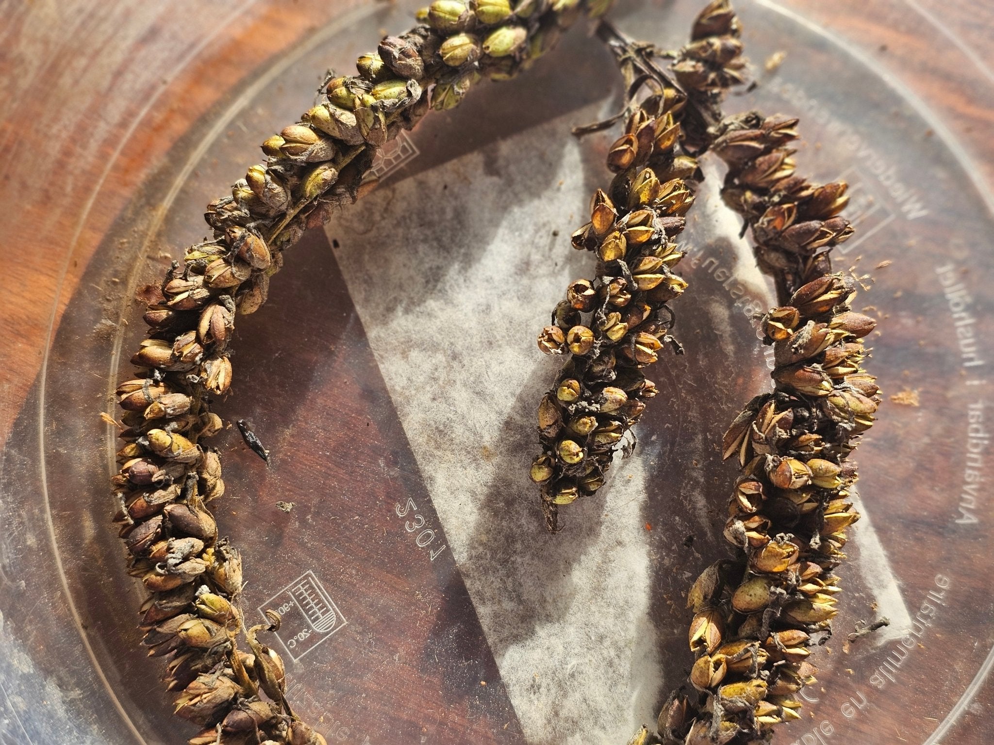 Buddleia japonica - Saat - Herrenkamper Gärten - Pflanzenraritäten