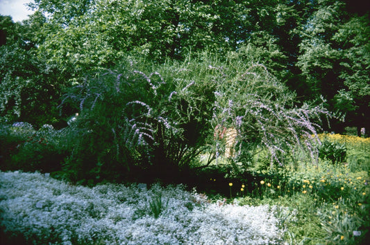 Buddleja alternifolia 'Argentea' - Herrenkamper Gärten - Pflanzenraritäten