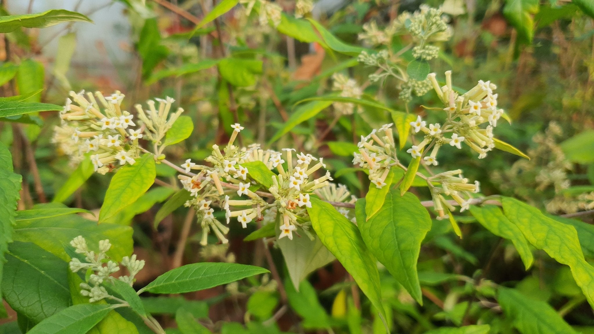 Buddleja auriculata - Herrenkamper Gärten - Pflanzenraritäten