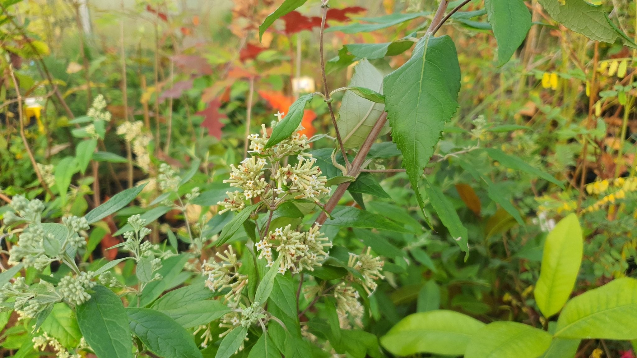 Buddleja auriculata - Herrenkamper Gärten - Pflanzenraritäten