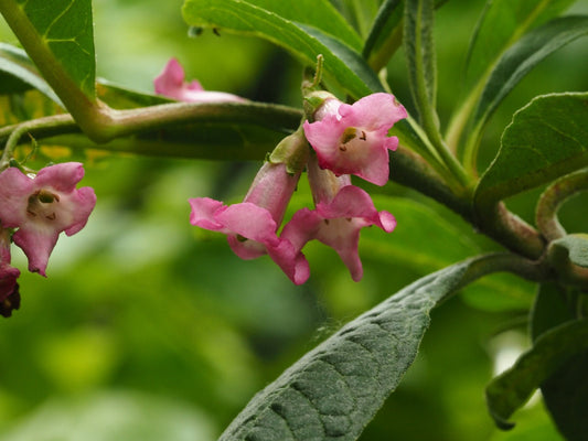 Buddleja colvilei - Herrenkamper Gärten - Pflanzenraritäten