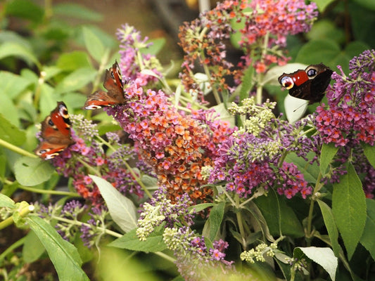 Buddleja davidii 'Bicolor' - Herrenkamper Gärten - Pflanzenraritäten