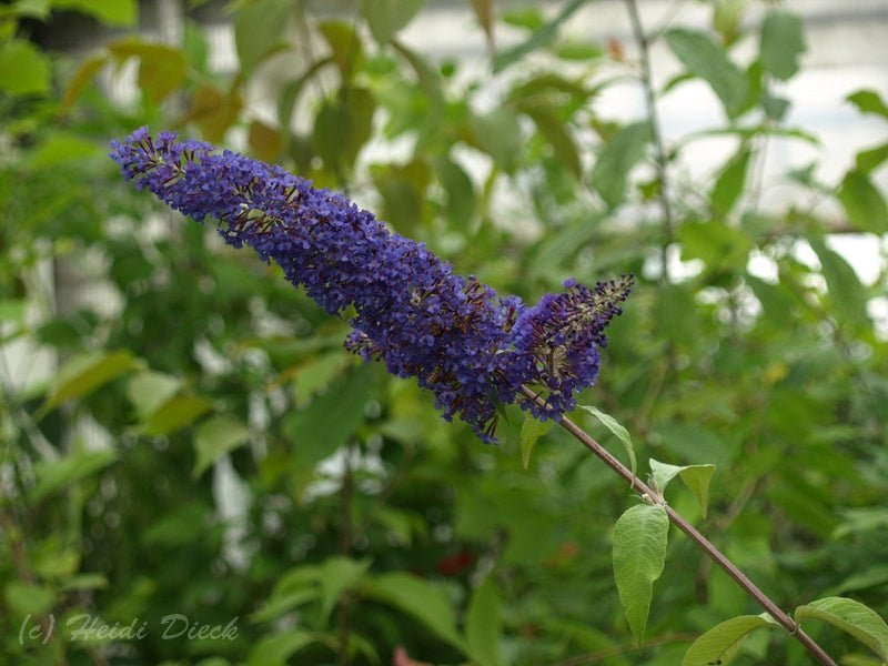 Buddleja davidii 'Blue Horizon' - Herrenkamper Gärten - Pflanzenraritäten