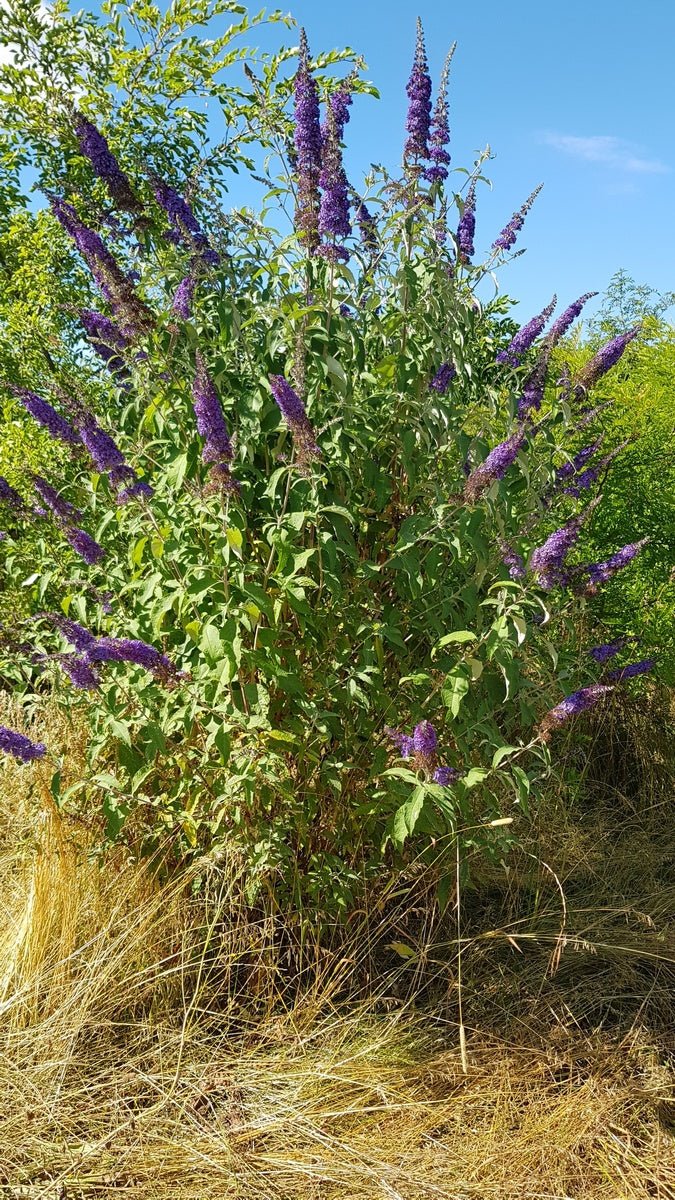 Buddleja davidii 'Blue Horizon' - Herrenkamper Gärten - Pflanzenraritäten