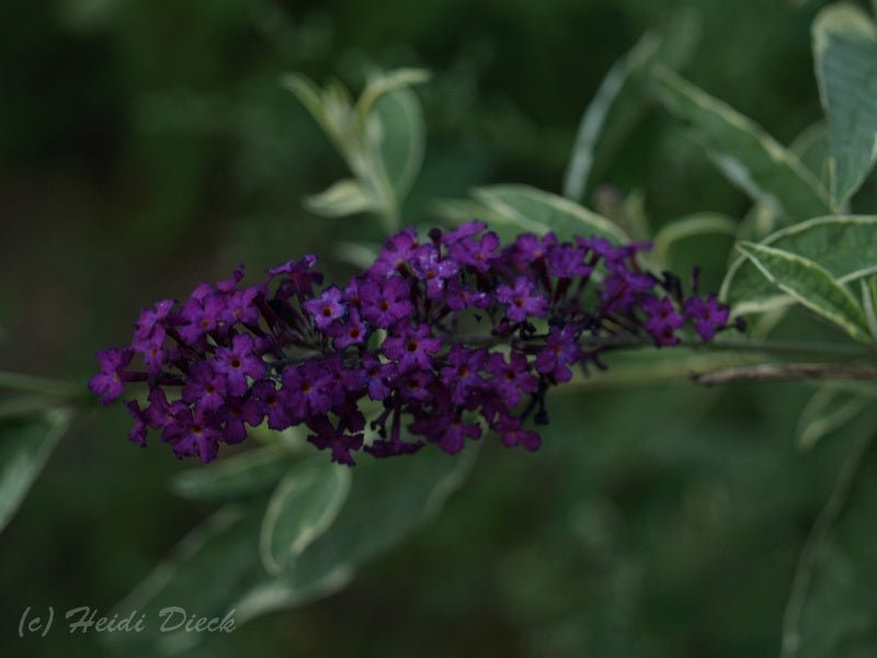 Buddleja davidii 'Harlequin' - Herrenkamper Gärten - Pflanzenraritäten