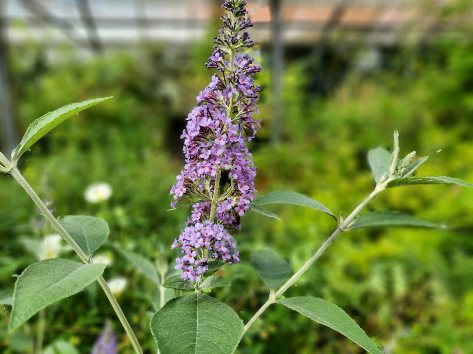 Buddleja davidii 'Lochinch' - Herrenkamper Gärten - Pflanzenraritäten