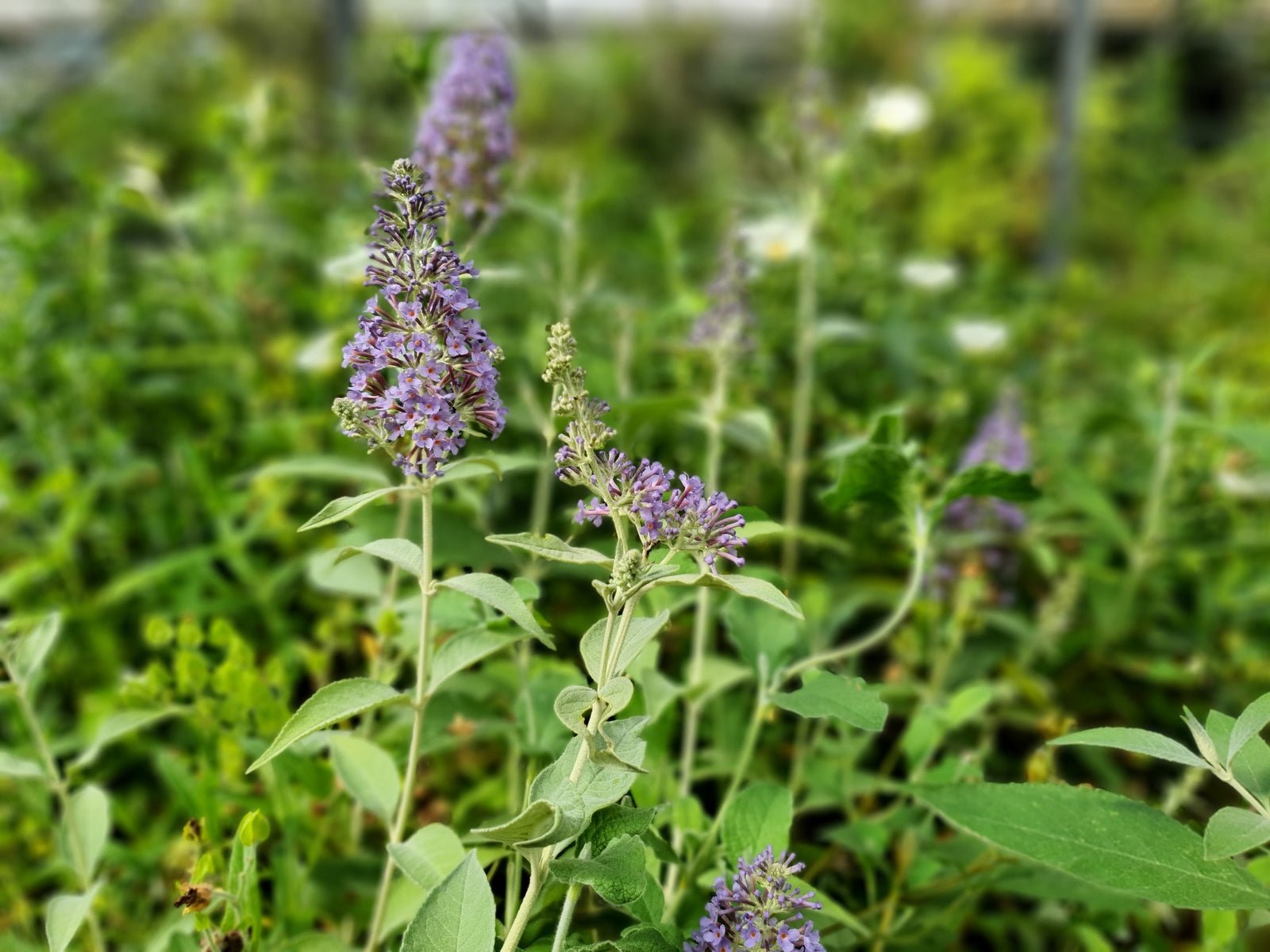 Buddleja davidii 'Lochinch' - Herrenkamper Gärten - Pflanzenraritäten