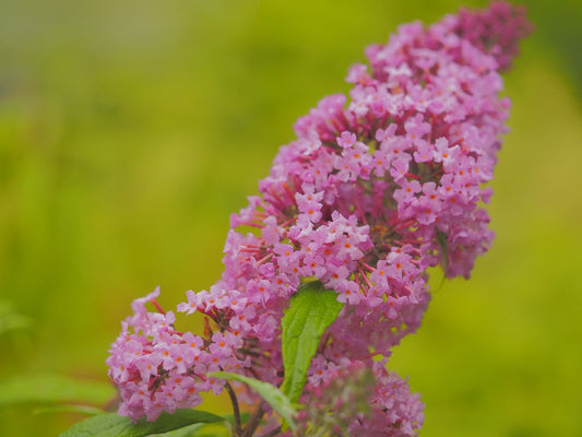 Buddleja davidii 'Pink Delight' - Herrenkamper Gärten - Pflanzenraritäten