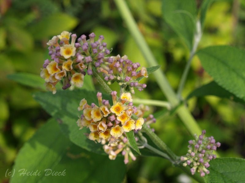 Buddleja globosa - Herrenkamper Gärten - Pflanzenraritäten