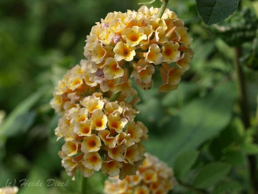 Buddleja globosa - Herrenkamper Gärten - Pflanzenraritäten