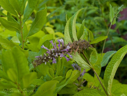 Buddleja japonica - Herrenkamper Gärten - Pflanzenraritäten