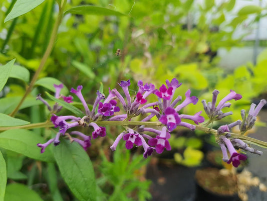 Buddleja lindlejana 'Little Tresure' - Herrenkamper Gärten - Pflanzenraritäten