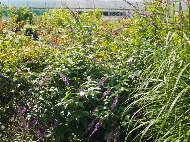 Buddleja lindleyana - Herrenkamper Gärten - Pflanzenraritäten