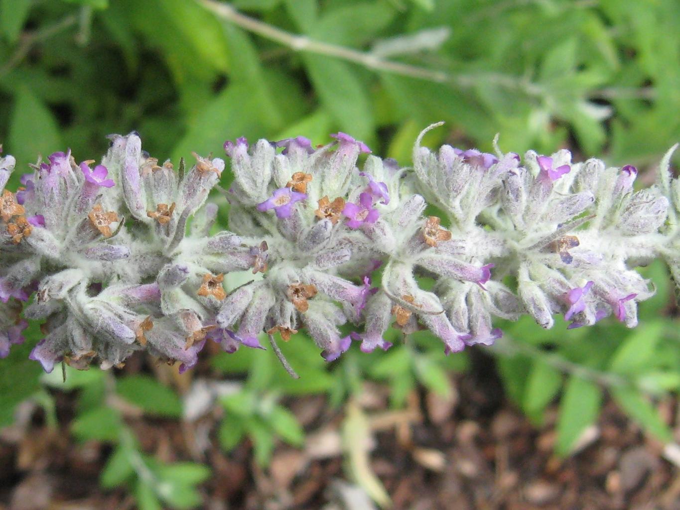 Buddleja nivea var.yunnanense - Herrenkamper Gärten - Pflanzenraritäten