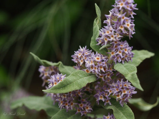 Buddleja salviifolia - Herrenkamper Gärten - Pflanzenraritäten