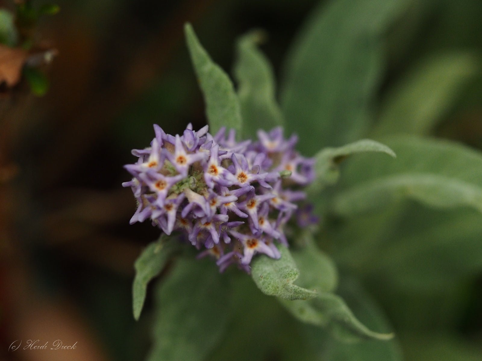 Buddleja salviifolia - Herrenkamper Gärten - Pflanzenraritäten