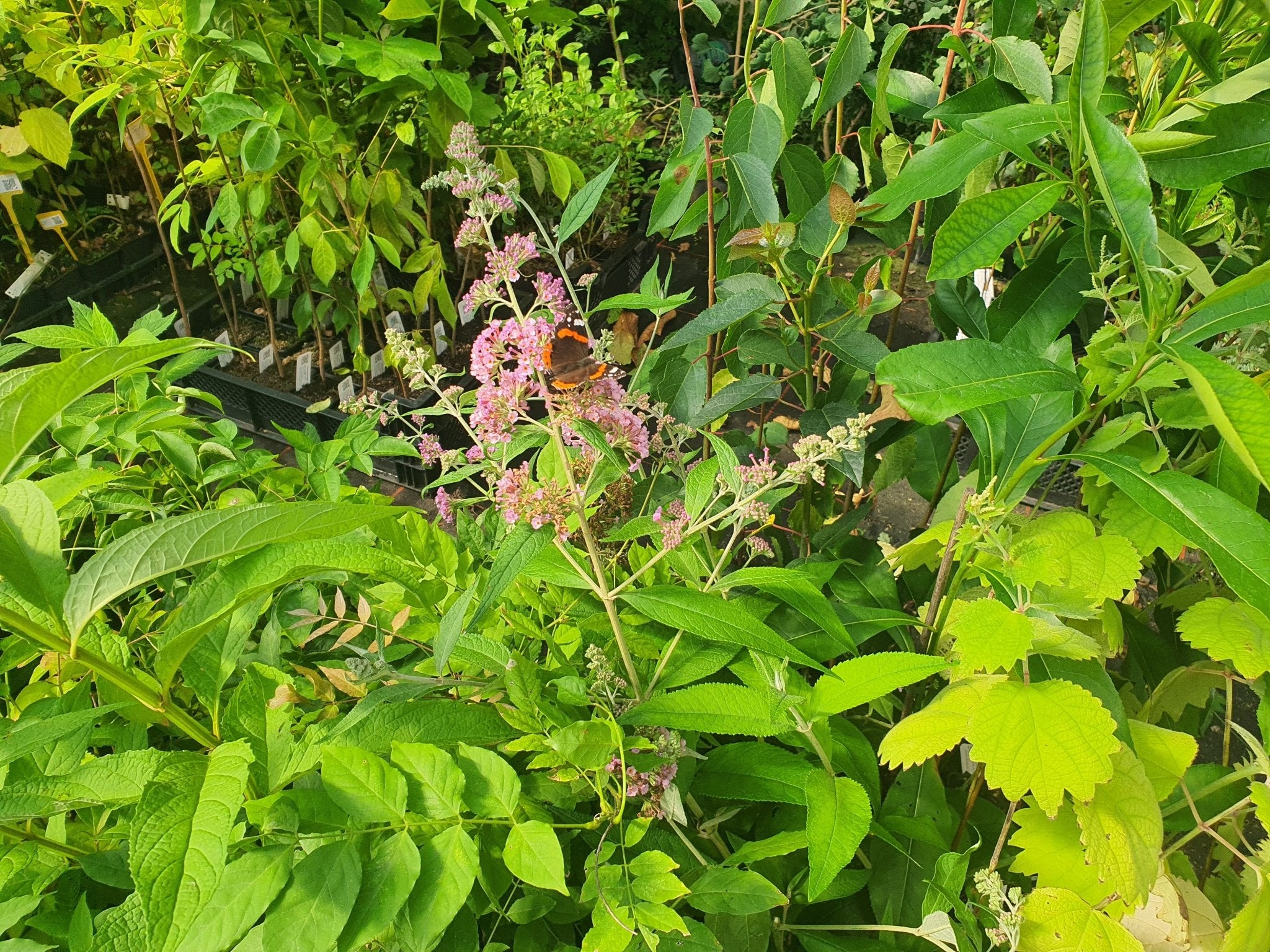 Buddleja x weyeriana 'Rose' - Herrenkamper Gärten - Pflanzenraritäten