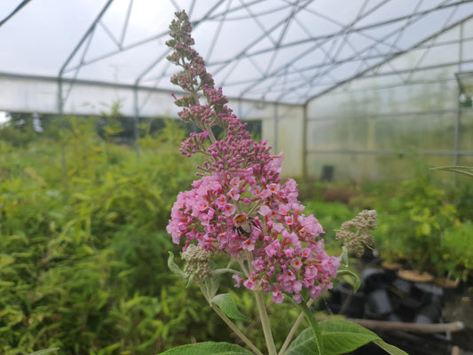 Buddleja x weyeriana 'Rose' - Herrenkamper Gärten - Pflanzenraritäten