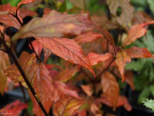 Callicarpa americana - Herrenkamper Gärten - Pflanzenraritäten