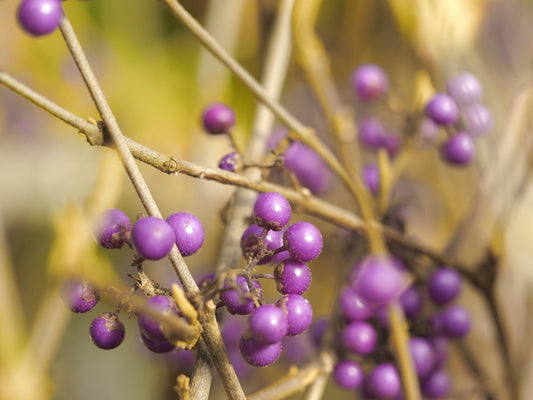 Callicarpa bodinieri 'Profusion' - Herrenkamper Gärten - Pflanzenraritäten