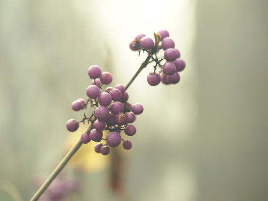 Callicarpa japonica - Herrenkamper Gärten - Pflanzenraritäten