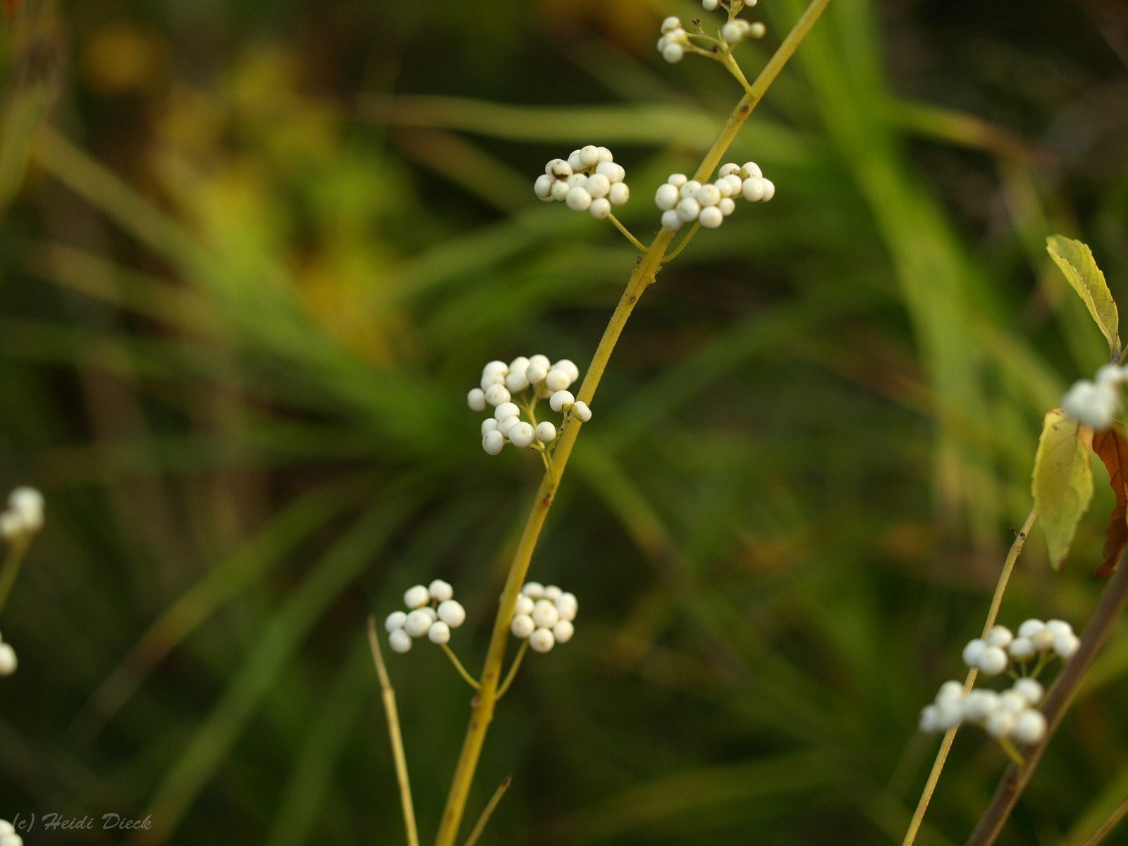 Callicarpa japonica 'Leucocarpa' - Herrenkamper Gärten - Pflanzenraritäten