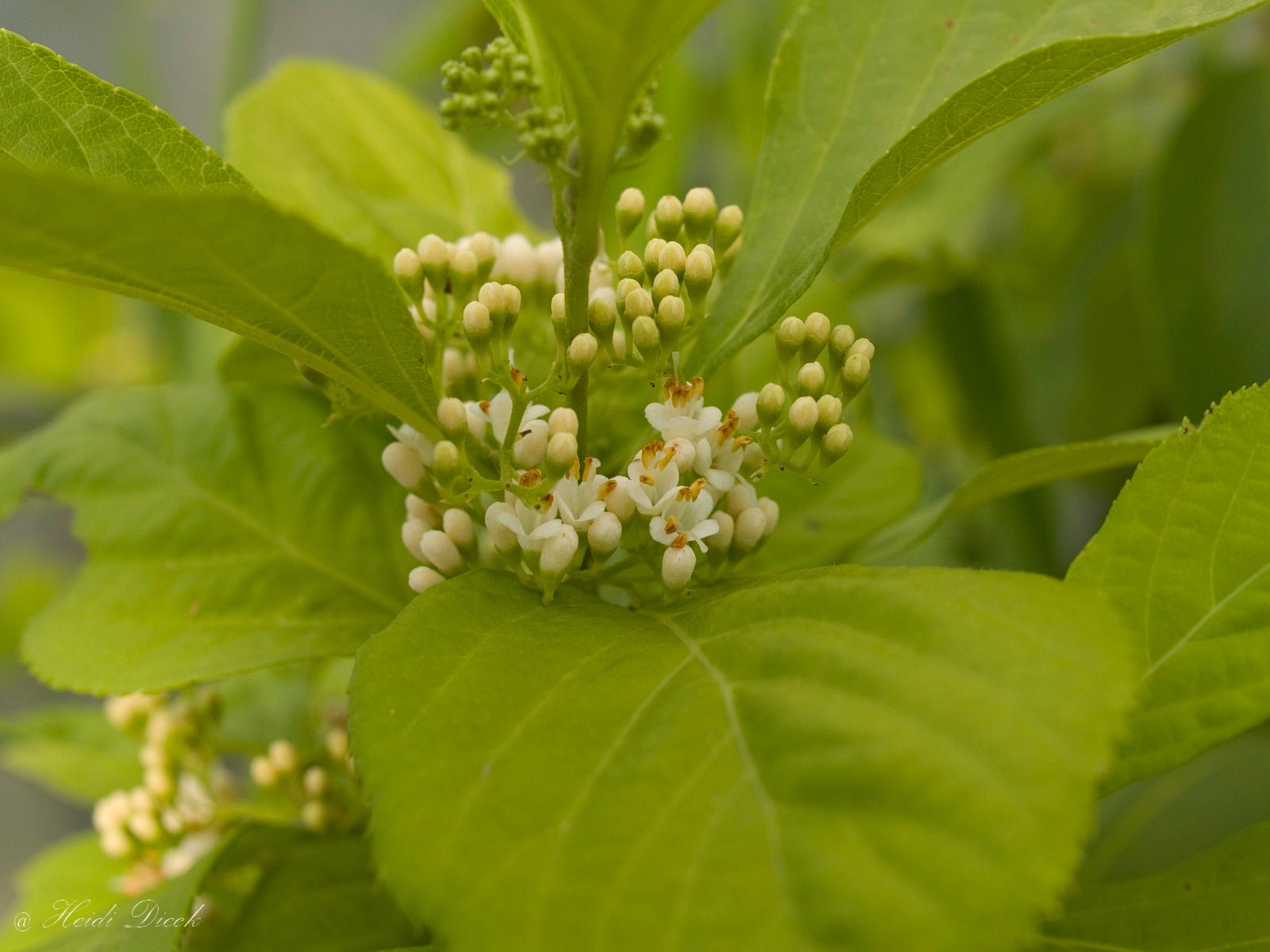 Callicarpa japonica 'Leucocarpa' - Herrenkamper Gärten - Pflanzenraritäten