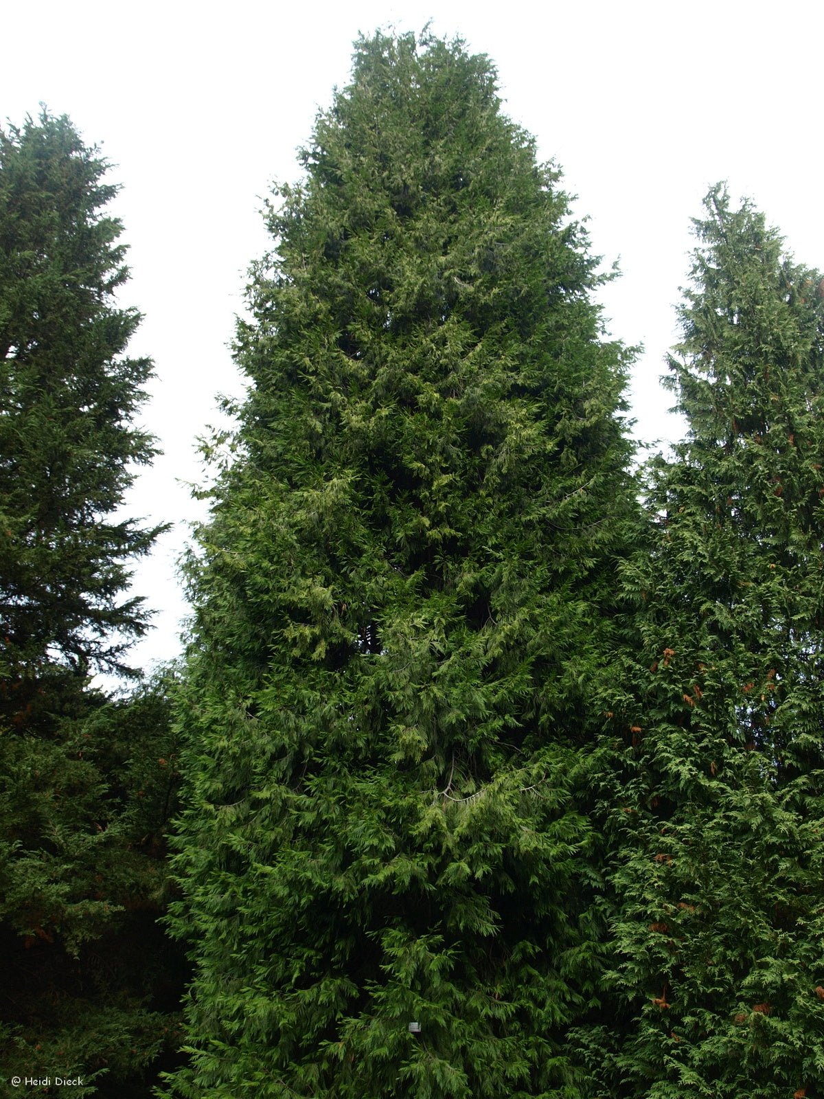 Calocedrus decurrens - Herrenkamper Gärten - Pflanzenraritäten