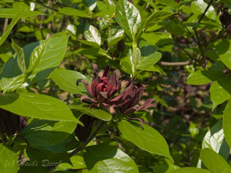 Calycanthus floridus - Herrenkamper Gärten - Pflanzenraritäten