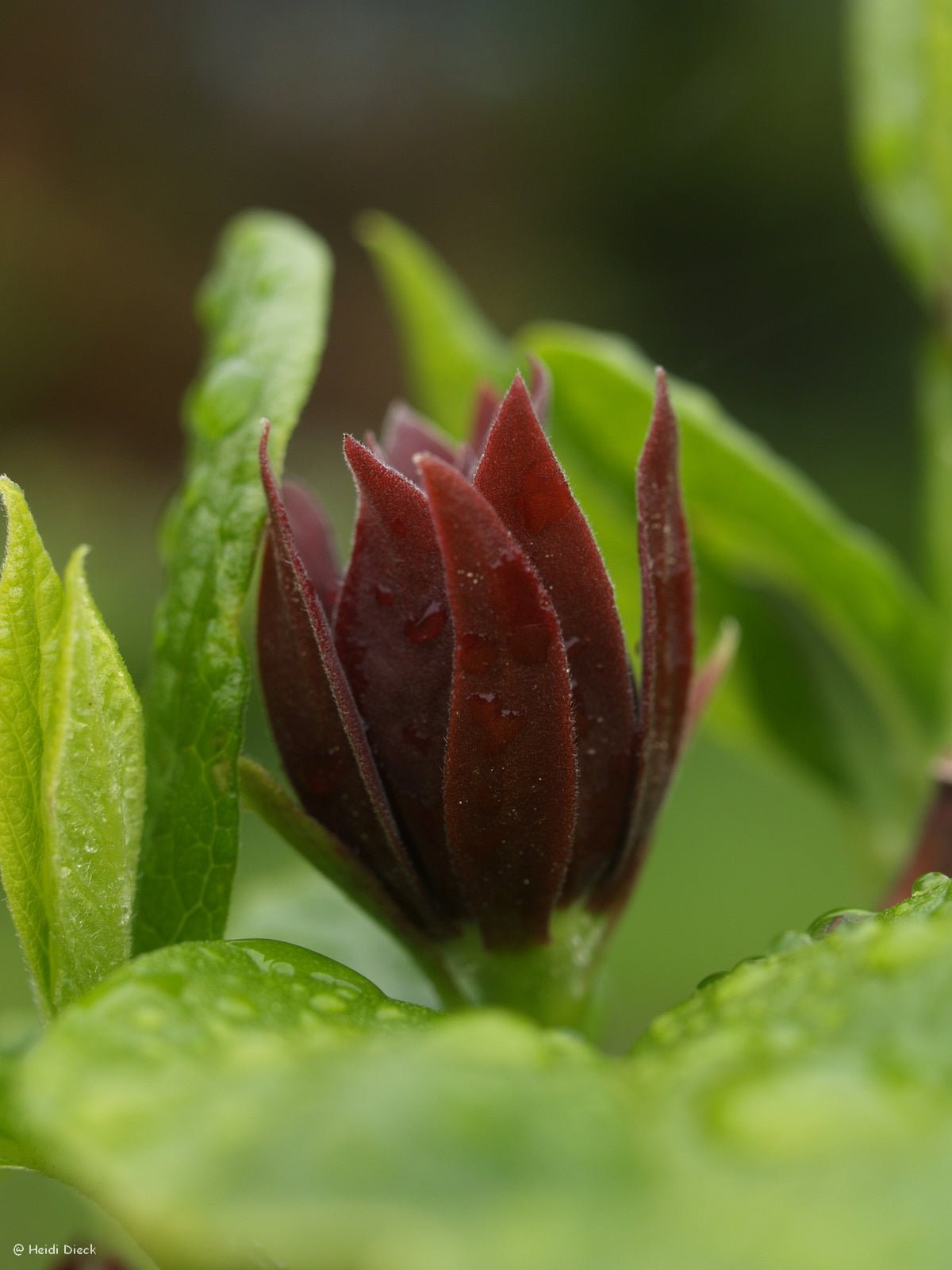 Calycanthus floridus - Herrenkamper Gärten - Pflanzenraritäten