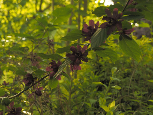 Calycanthus floridus var. floridus - Herrenkamper Gärten - Pflanzenraritäten