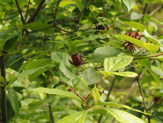 Calycanthus floridus var. glaucus (syn Calycanthus fertilis) - Herrenkamper Gärten - Pflanzenraritäten