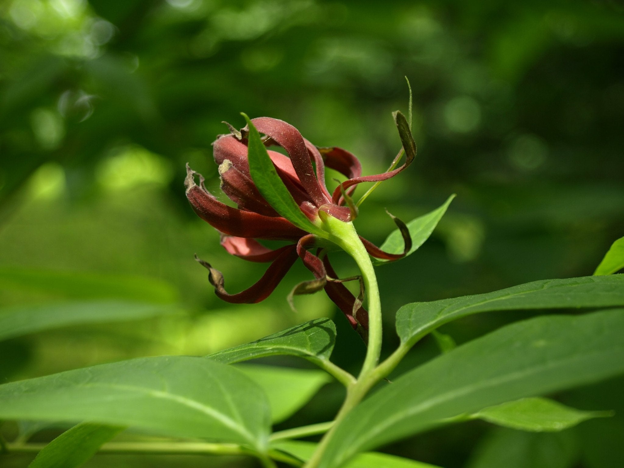 Calycanthus floridus var. glaucus (syn Calycanthus fertilis) - Herrenkamper Gärten - Pflanzenraritäten