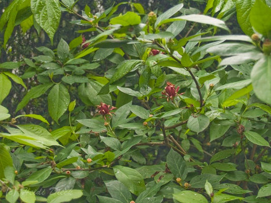 Calycanthus occidentalis - Herrenkamper Gärten - Pflanzenraritäten