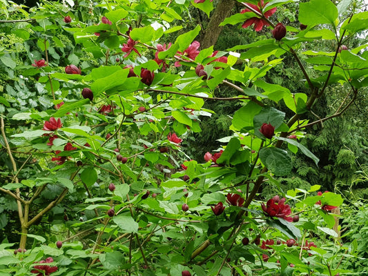 Calycanthus raulstonii 'Hartlage Wine' (sy. Sinocalycanthus) - Herrenkamper Gärten - Pflanzenraritäten