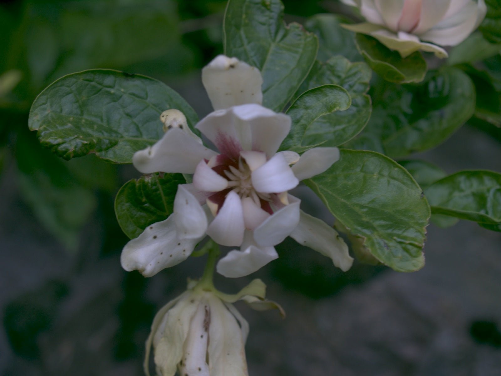 Calycanthus x raulstonii 'Venus' - Herrenkamper Gärten - Pflanzenraritäten